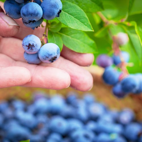 blueberry plant and berries