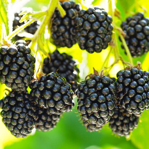 blackberries close up