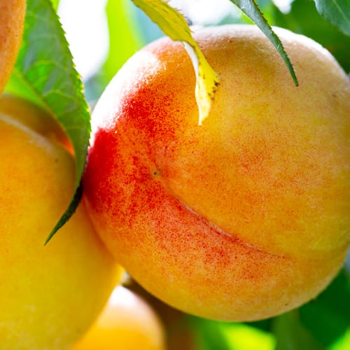 fruit trees with peaches