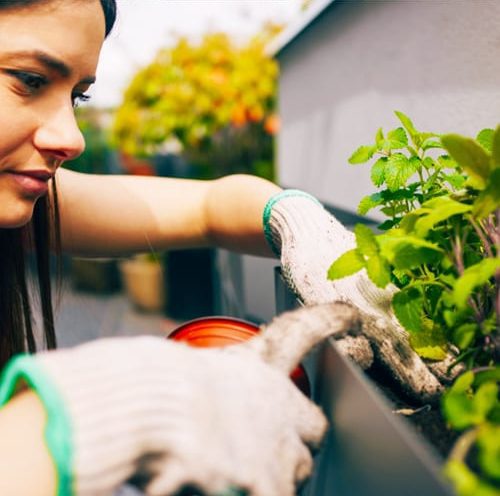 woman planting mint leaves