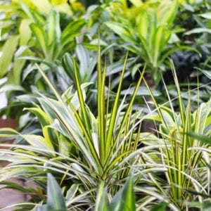 dracaena plants in store
