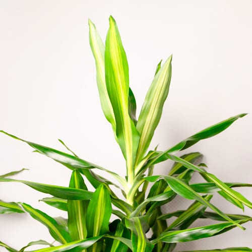 dracaena indoor plant