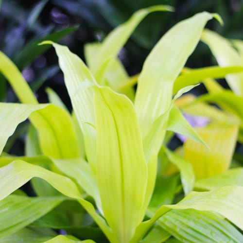 dracaena plant bright green leaves