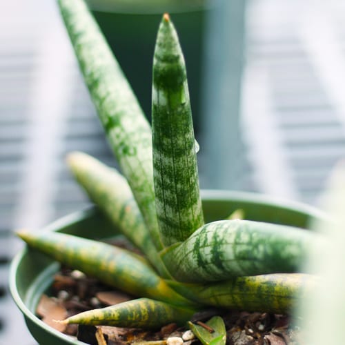 star shaped sansevieria plant