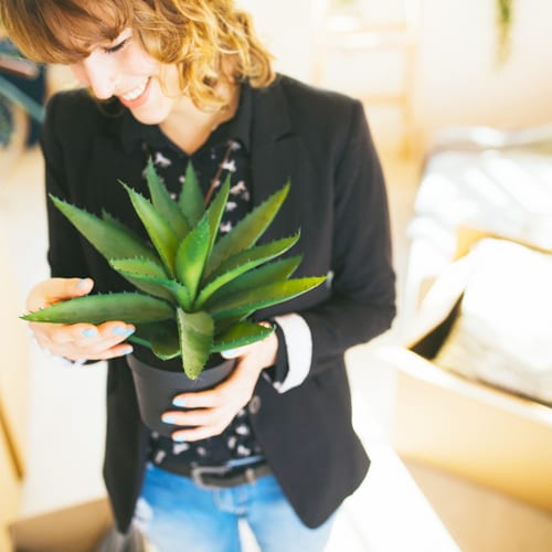 aloe vera plant at home