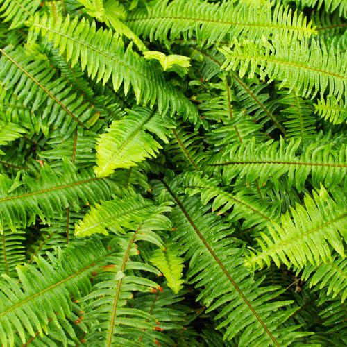kimberly queen fern