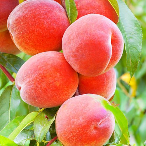 peach tree