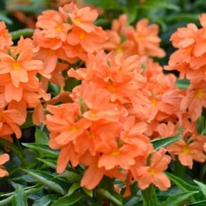 crossandra