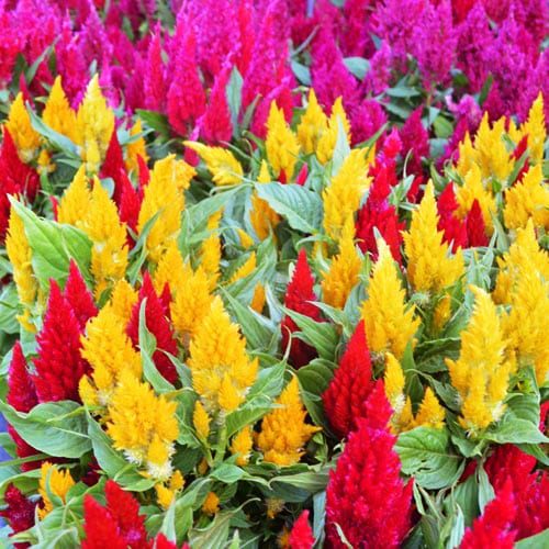 celosia