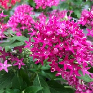 pentas