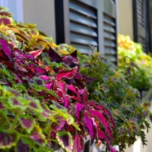 coleus