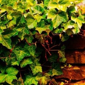 ivy