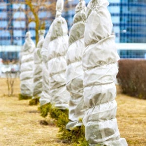 trees