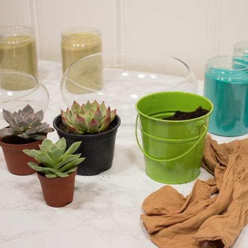 succulent zen garden