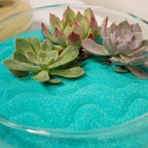 succulent zen garden