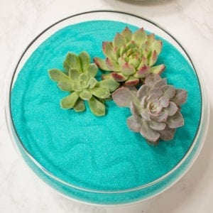 succulent zen garden