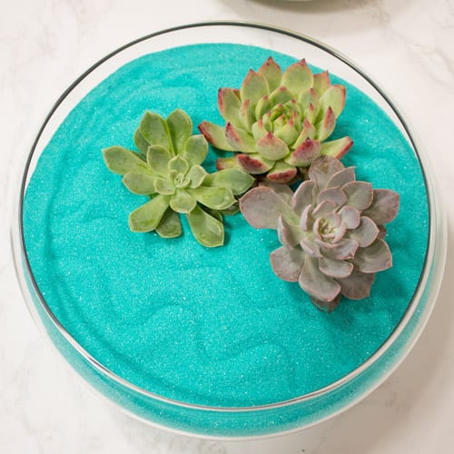succulent zen garden