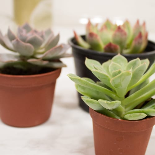 succulents