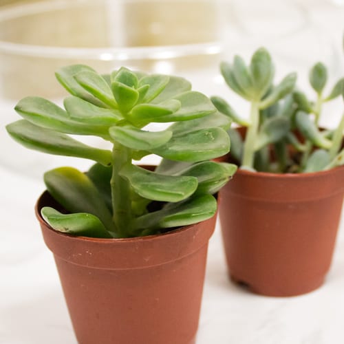 succulents