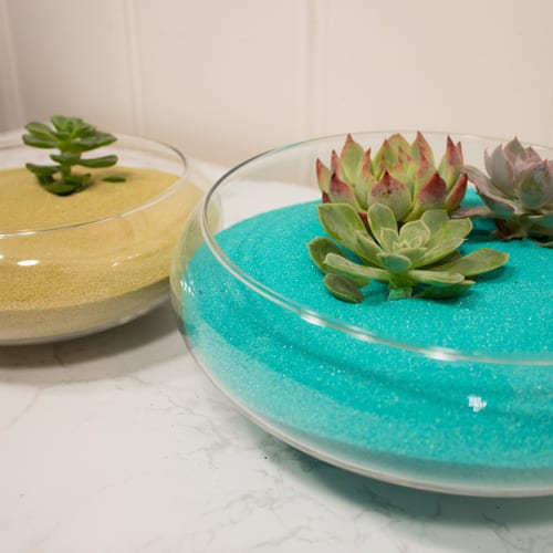 succulent zen garden