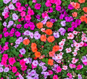 Beacon® Impatiens