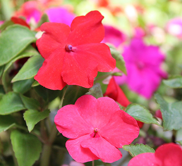 Beacon® Impatiens 
