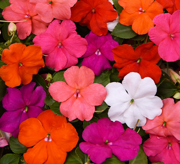 Beacon® Impatiens 