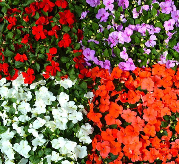 Beacon® Impatiens