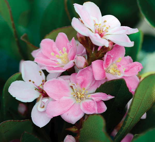 Indian Hawthorn 