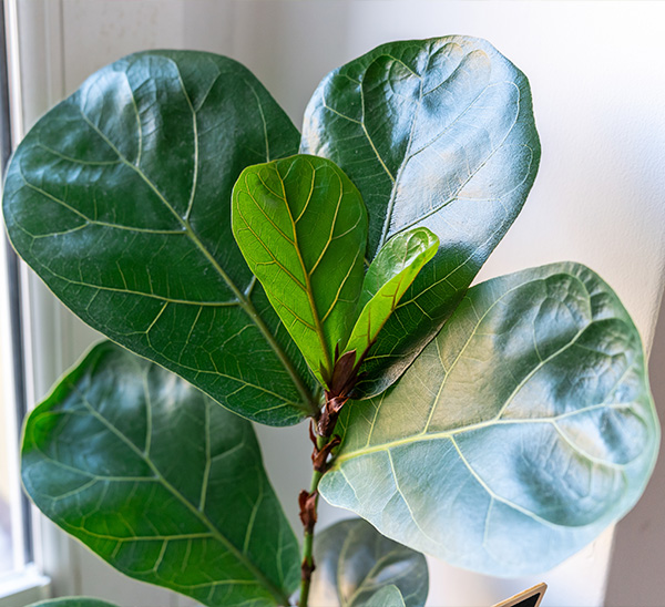 Link to Indoor Plants  product page