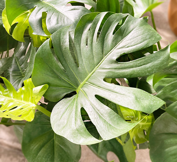 Select Indoor Plants  