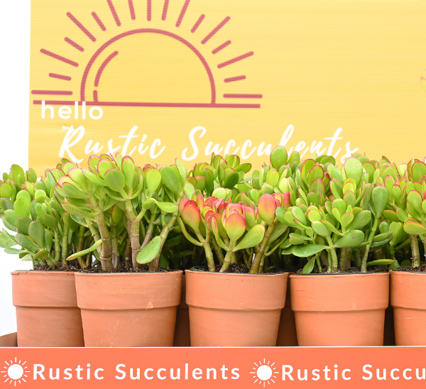 Indoor Cacti & Succulents 