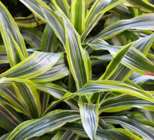 Dracaena