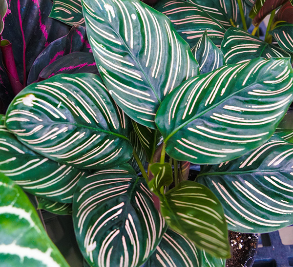 Link to Indoor Plants  product page