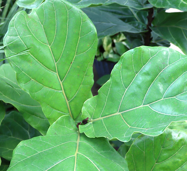 Indoor Plants