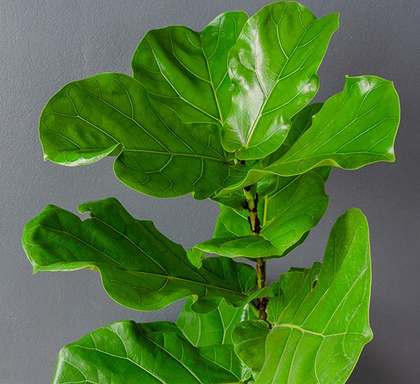 Indoor Plants 