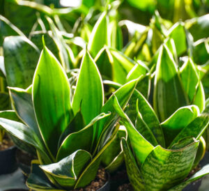 Sansevieria