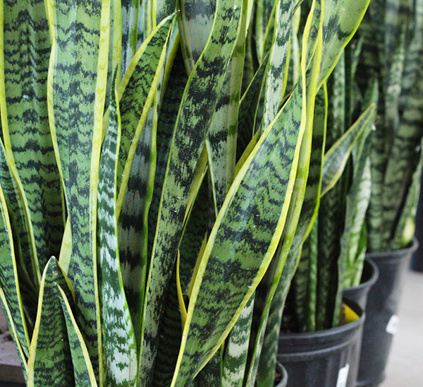 Indoor Plants 