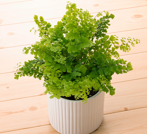 Indoor Plants 