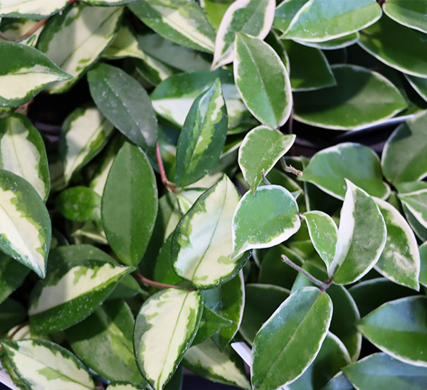 Indoor Plants 