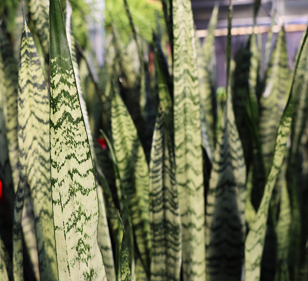 Indoor Plants 