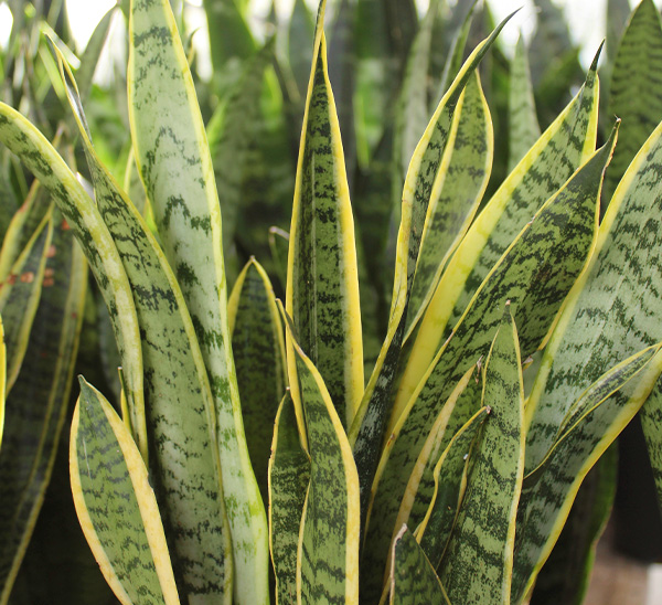 Link to Indoor Plants  product page