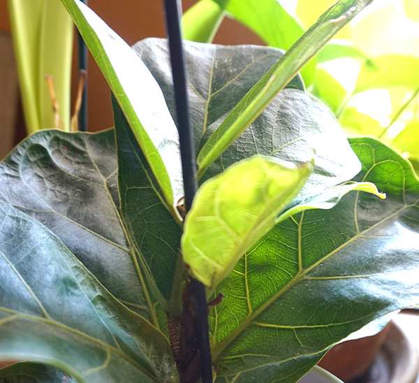 Indoor Plants 