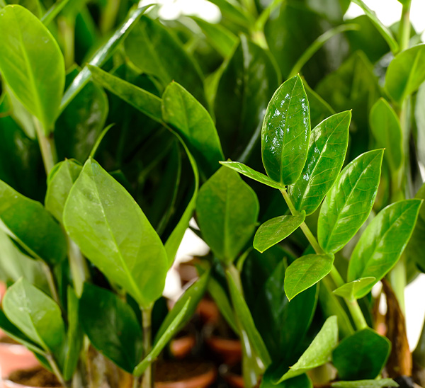 Indoor Plants 