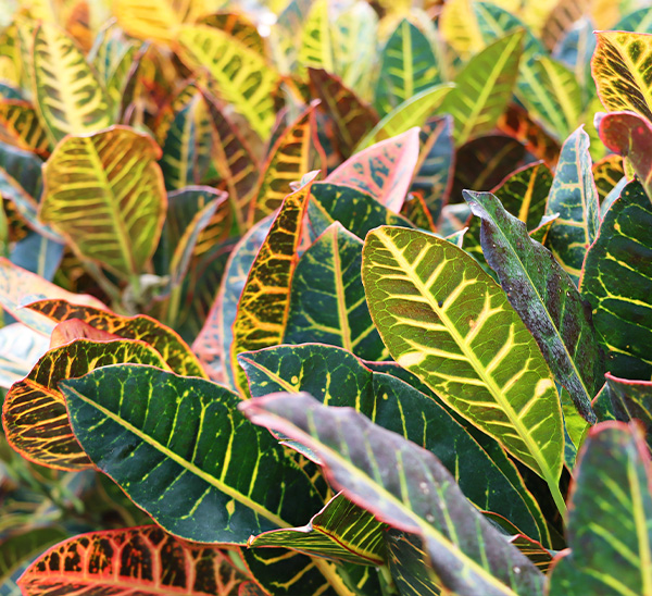 Link to Indoor Plants  product page