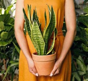 woman holding sansevieria in terra cotta pot