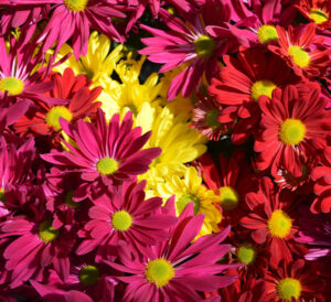 Mix fall floral mums