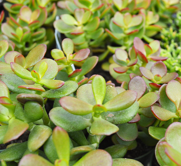 Link to Indoor Plants  product page