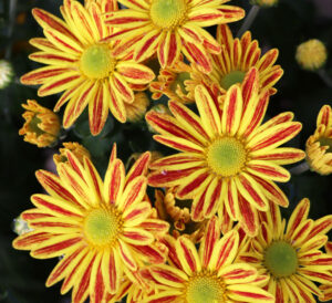 pelee floral mum
