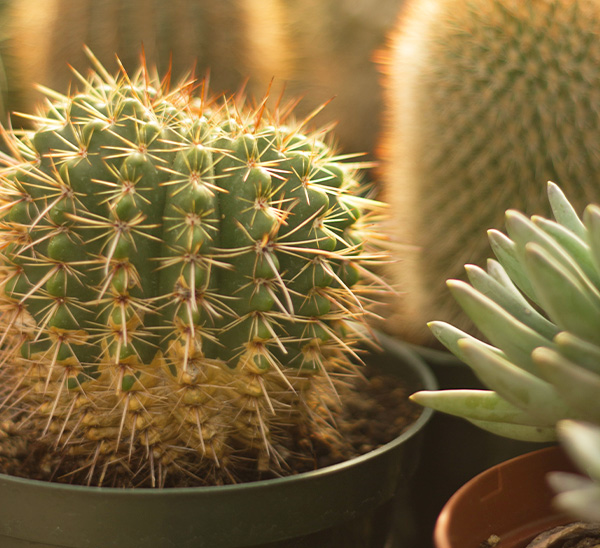 Link to Indoor Plants  product page